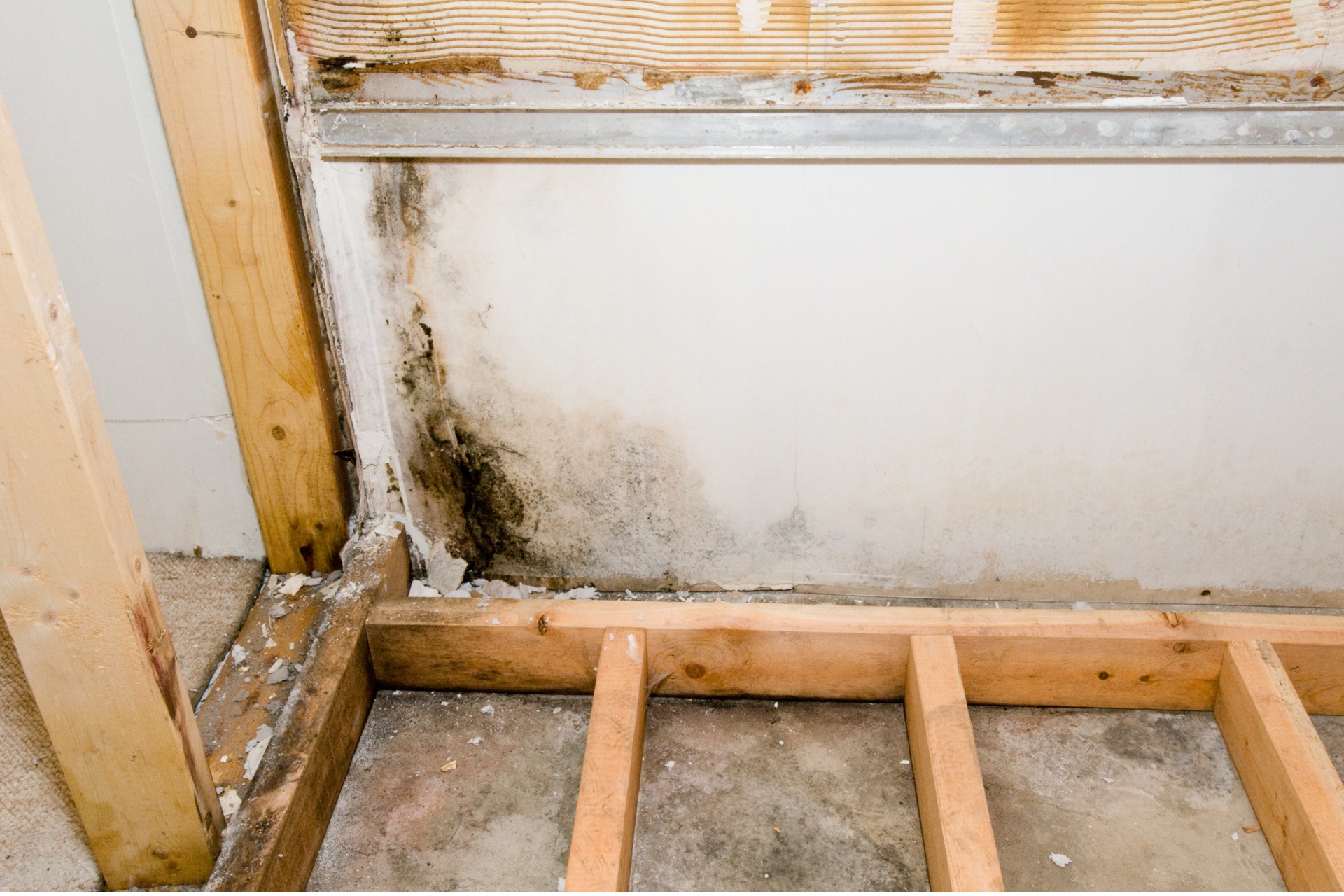 basement-mold-repair-services-philadelphia